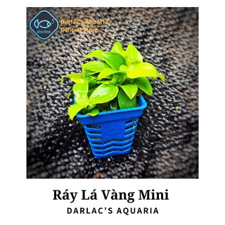 Ráy Lá Vàng Mini - Ráy Darlac's Aquaria - Anubias barteri var