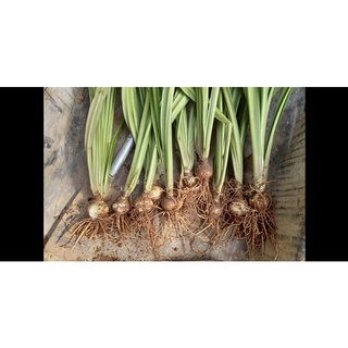 10 củ hoa huệ cam (gửi củ như hình 2)