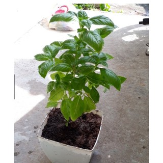Hạt giống basil tím