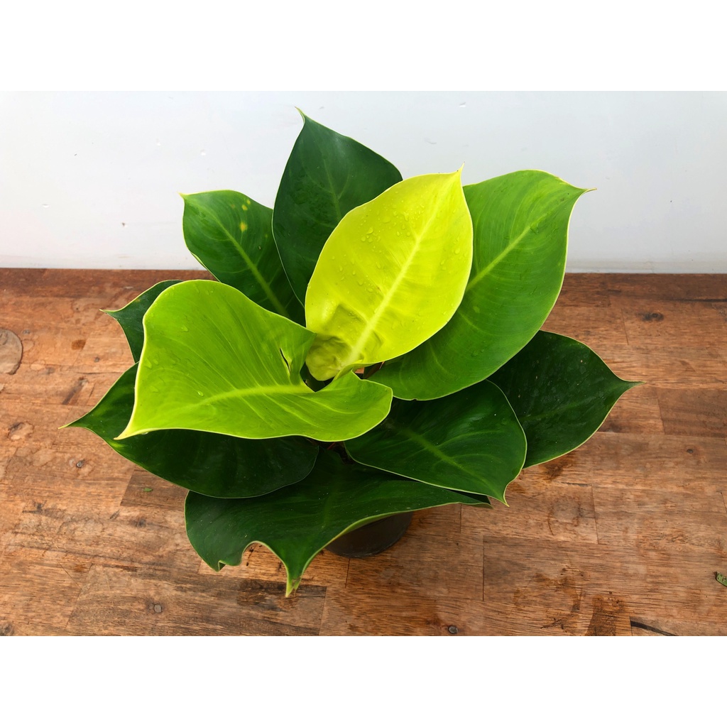 Cây trầu bà đế vương vàng, cây phong thủy trang trí văn phòng, trồng trong nhà nội thất, vườn của an