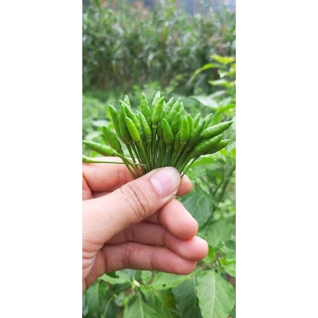 Ớt gió Hà Giang  xóc muối 🌶️cay , giòn, bảo quản quanh năm🌶️ Ớt cứt chuột siêu cay , tiện lợi