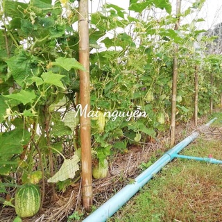 HẠT GIỐNG DƯA MIÊU THÁI LAN