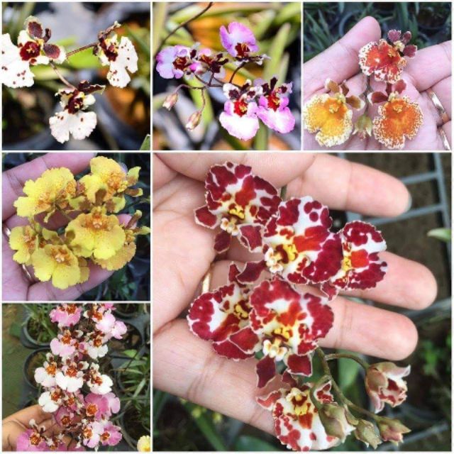 Lan Vũ Nữ Bút Chì cây giống màu sổ xố
