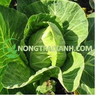 250h - hạt giống bắp cải trái tim chịu nhiệt