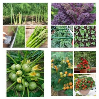 Combo 20 cây măng tây xanh,1 gói nhót leo giàn,1 gói cải kale xanh tím ,1 gói bí ngồi tròn