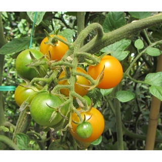 Hạt giống cà chua bi lùn vàng (0.1g)