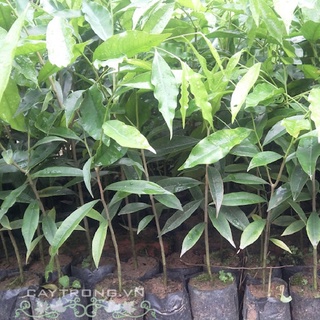 Cây quế - cây giống cao khoảng 40-45cm