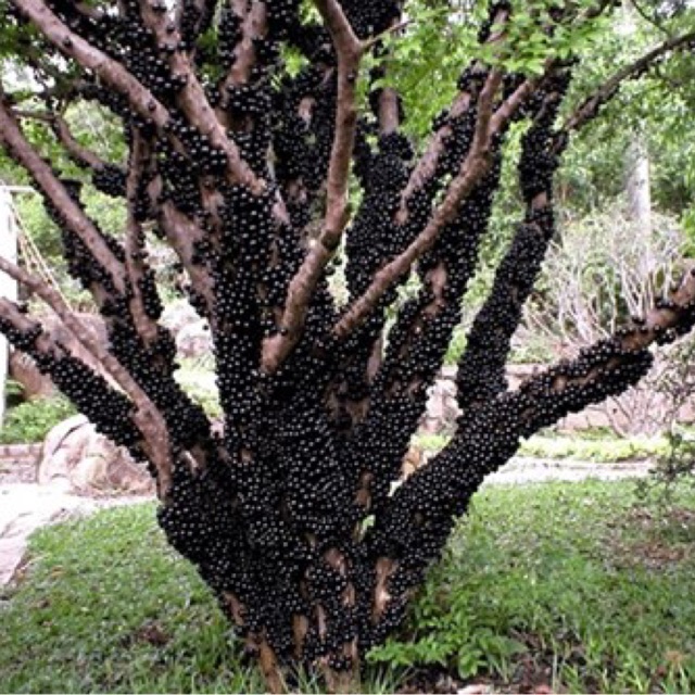 Hạt giống nho thân gỗ