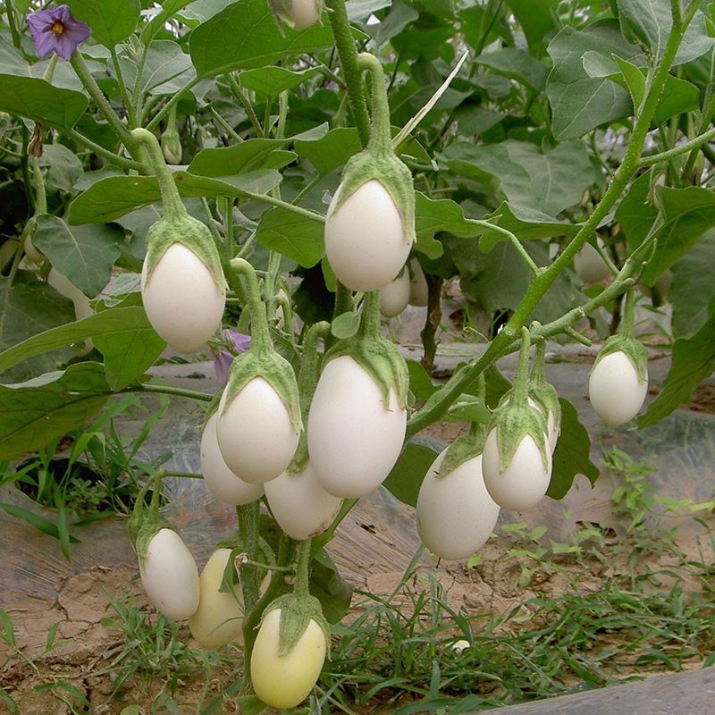 Gói 30 hạt giống cà trắng trứng sai quả năng suất