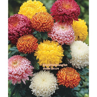 Hạt Giống Hoa Cúc Đại Đóa Bông To 10cm Cánh Nhuyễn Mix Màu 70cm (Callistephus)