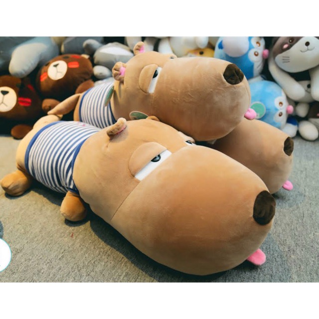 Chó puco áo kẻ xanh