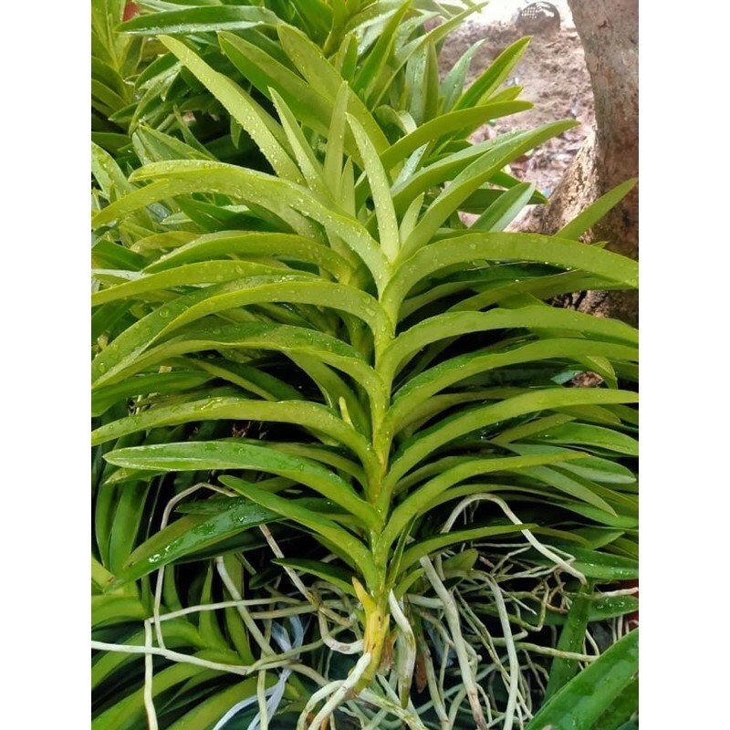 Lan mokara cây giống cao 20-30cm- cây tơ thẳng đẹp màu đỏ
