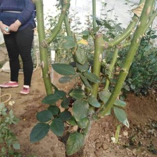 Combo khách đặt 1000