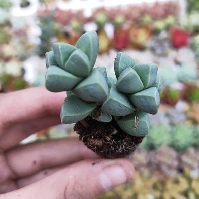 SEN ĐÁ LÁ TIM MINI ( DỄ TRỒNG, ĐÃ THUẦN KHÍ HẬU)