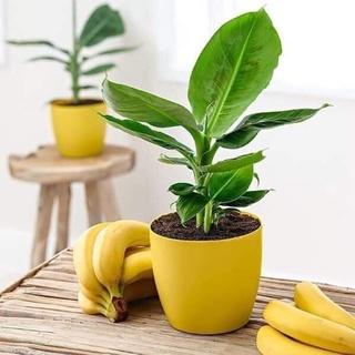 Chuối Cảnh Mini Siêu Quả Dáng Đẹp Dễ Trồng Sinh Trưởng Nhanh Tán Gọn Phù Hợp Cho Trang Trí Tiểu Cảnh