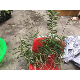 Hoa phong lan cù lao minh