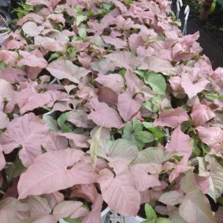 Cây trầu bà lá hồng (Hồng trầu bà)