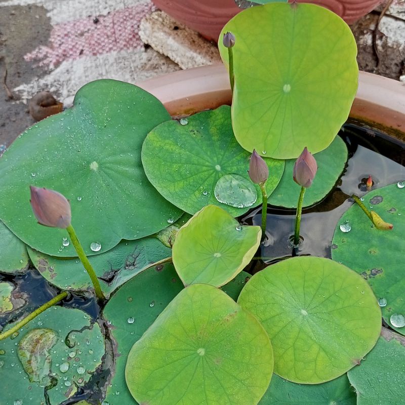 Sen mini Little lantern