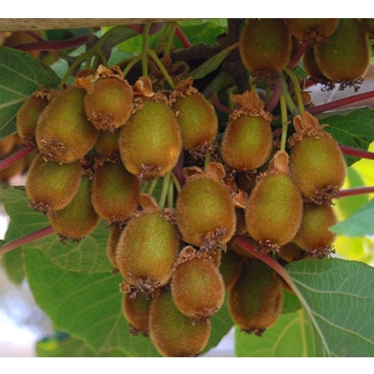 Gói 10 hạt giống KIWI leo giàn siêu trái