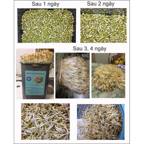 Máy làm giá đỗ, rau mầm MẪU 103. ĐTCA