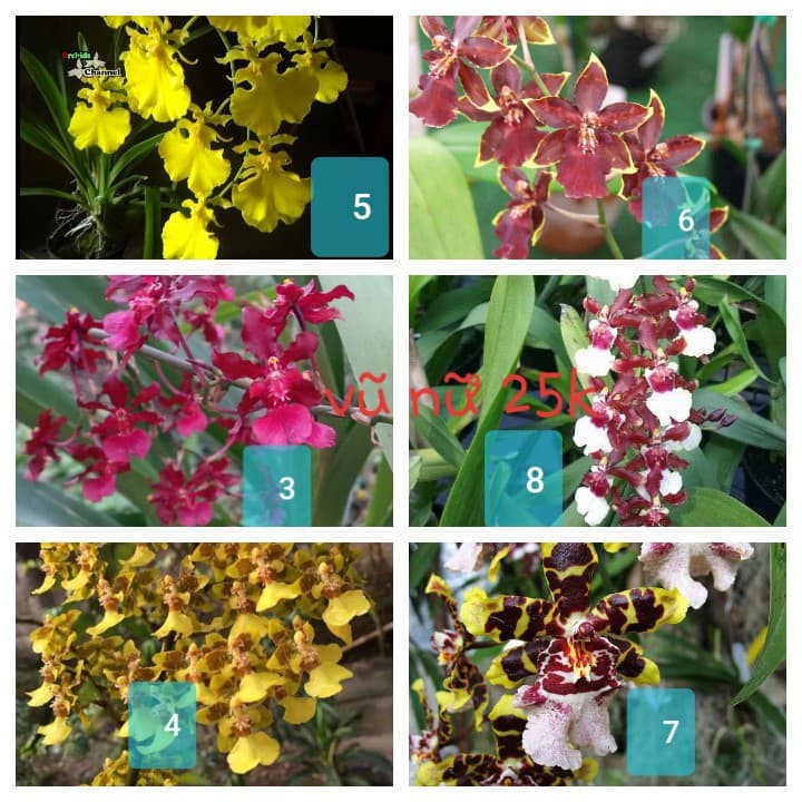 vũ nữ cây giống bao đẹp