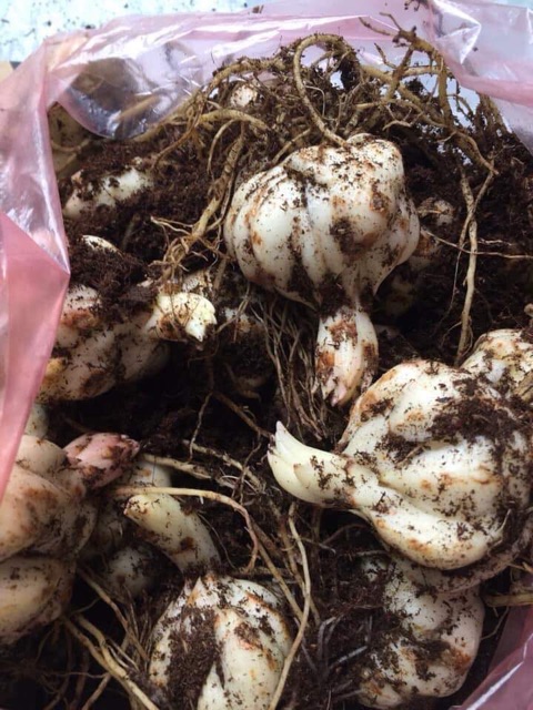 Củ hoa ly lùn màu hồng