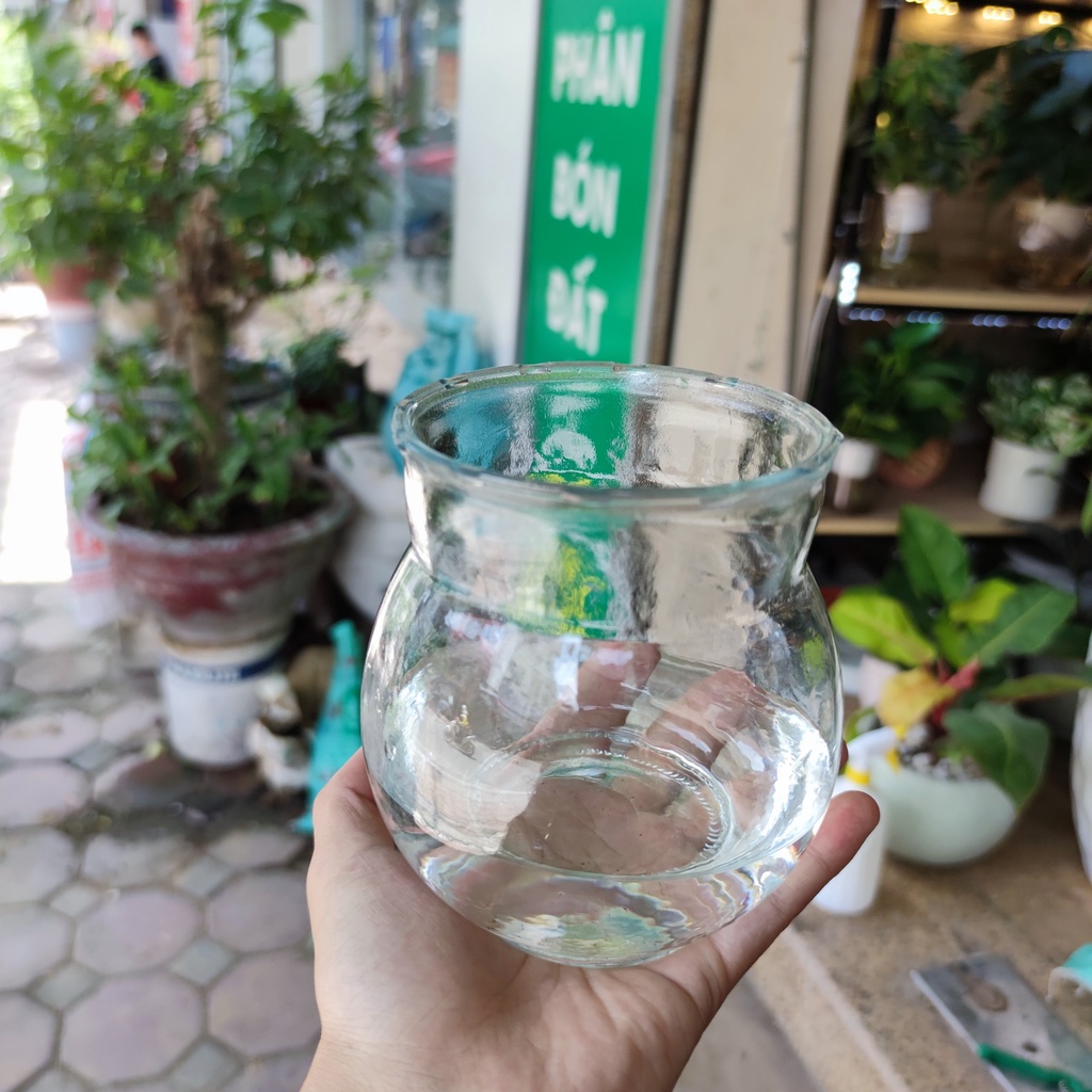 COMBO Bình thủy tinh kèm giá đỡn miệng loe để trồng cây thủy sinh