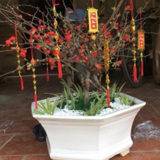 Mai đỏ Nhật Bản sắp có hoa