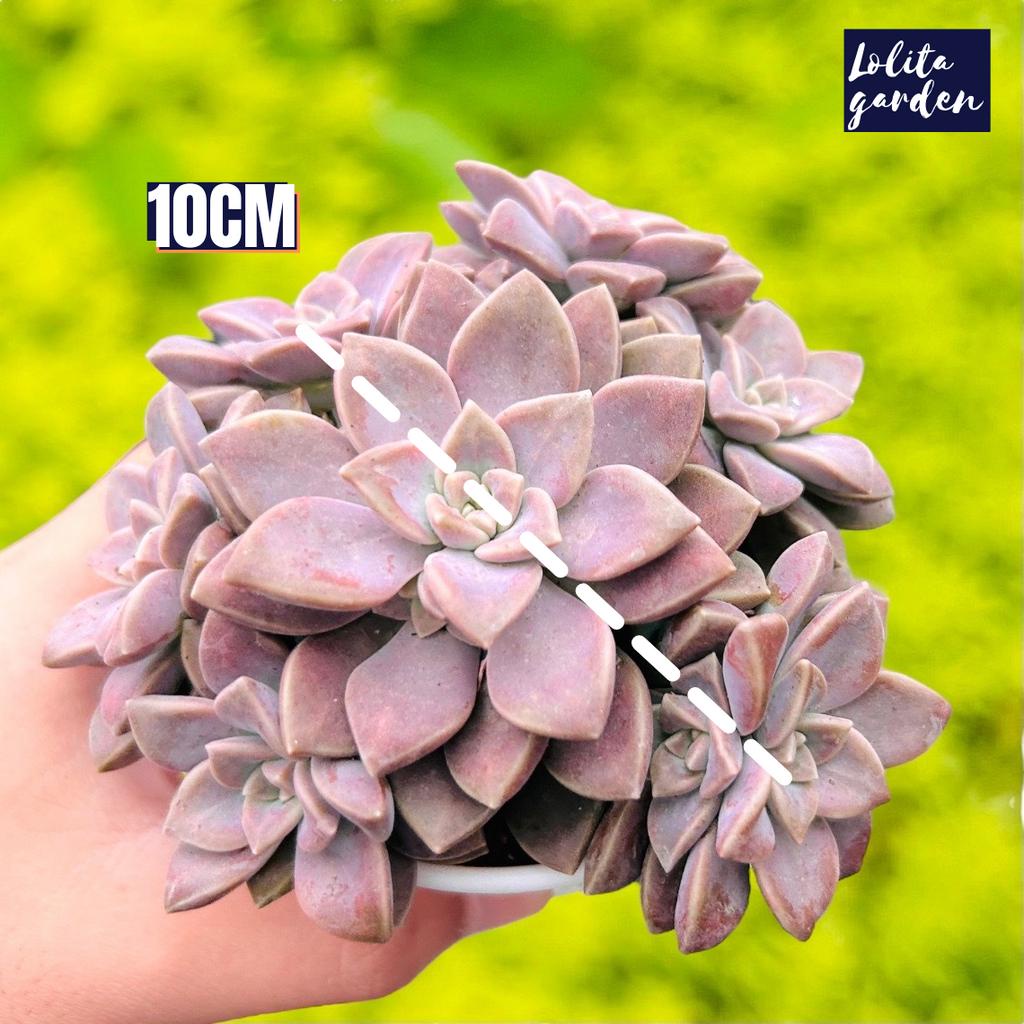Sen đá đá tím Đà Lạt size trung bình 10 cm  cây cảnh trang trí nhà cửa Lolita garden