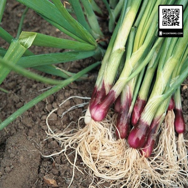 Hạt giống hành lá gốc tím