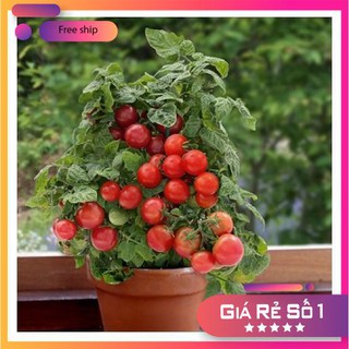 30 Hạt giống Cà Chua Bi Lùn Đỏ