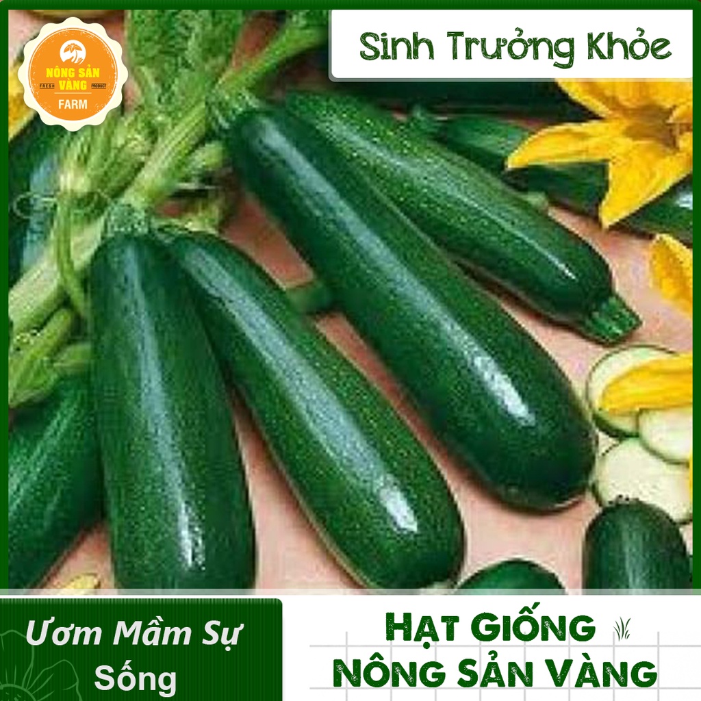 Hạt giống Bí Ngòi ( Gói 10 Hạt ) - Nông Sản Vàng