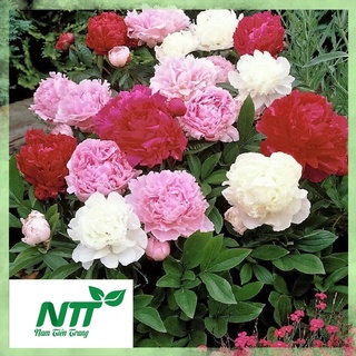 Hạt giống Mẫu Đơn nhiều màu TN