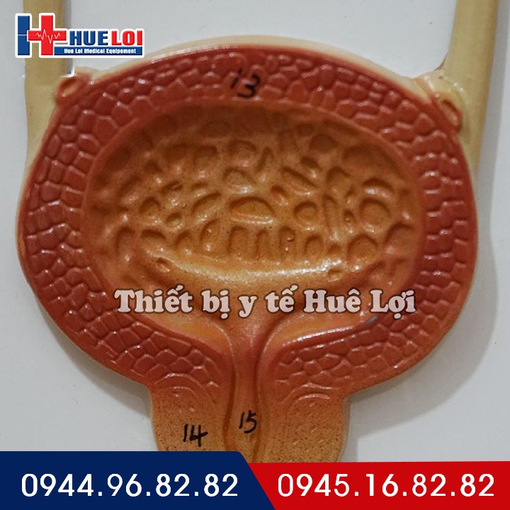 [Hệ Tiết Niệu] - Mô Hình Trực Quan