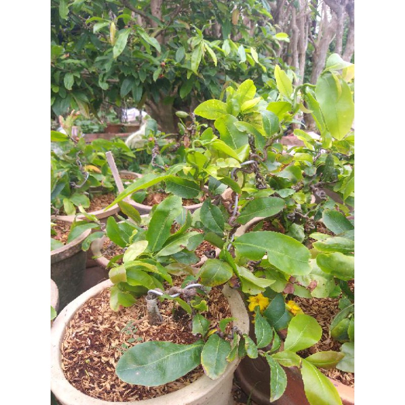 Mai quắn  mini để bàn