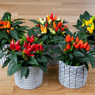 Hạt Giống Ớt Ngũ Sắc