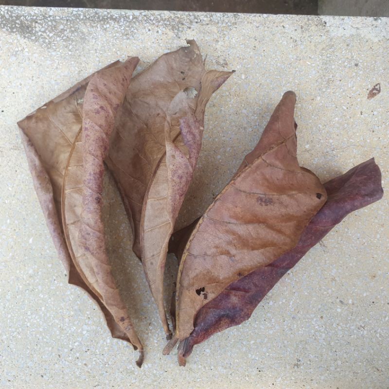 Combo 5 lá bàng khô tự nhiên dưỡng cá betta, bảy màu, cá cảnh