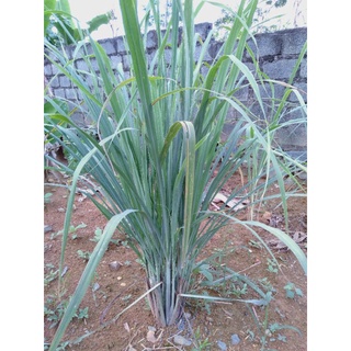 Cây Sả Giống ( mua 5 tặng 1)