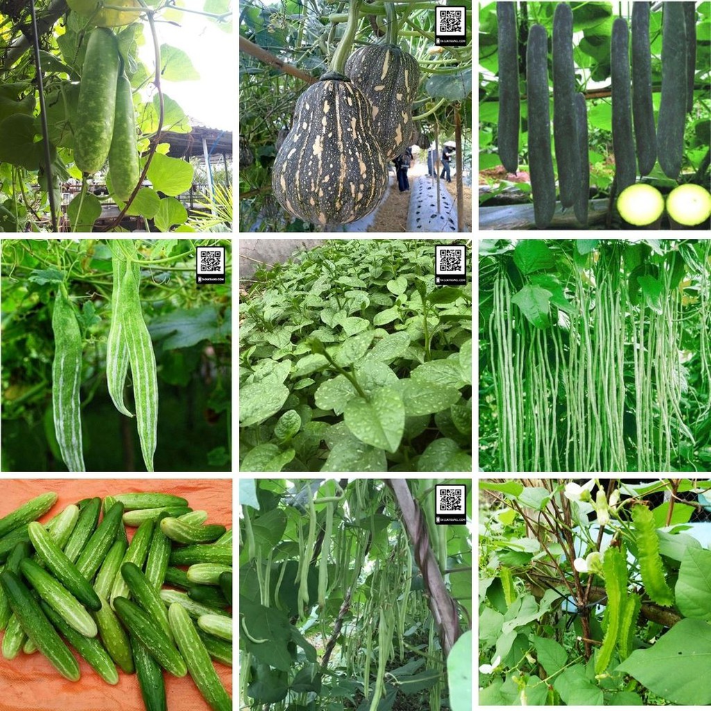Deal 10K - Set 10 loại hạt giống rau quả leo giàn (bầu, bí, mướp, đậu...) - Tập làm vườn cùng Tạ Gia Trang