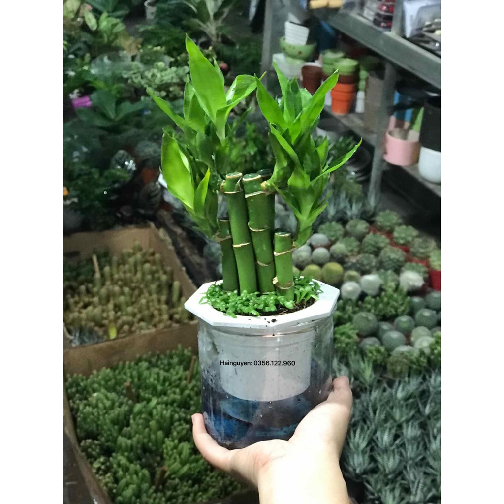 Chậu cây phát lộc thuỷ canh + Tặng  phân hữu cơ cao cấp