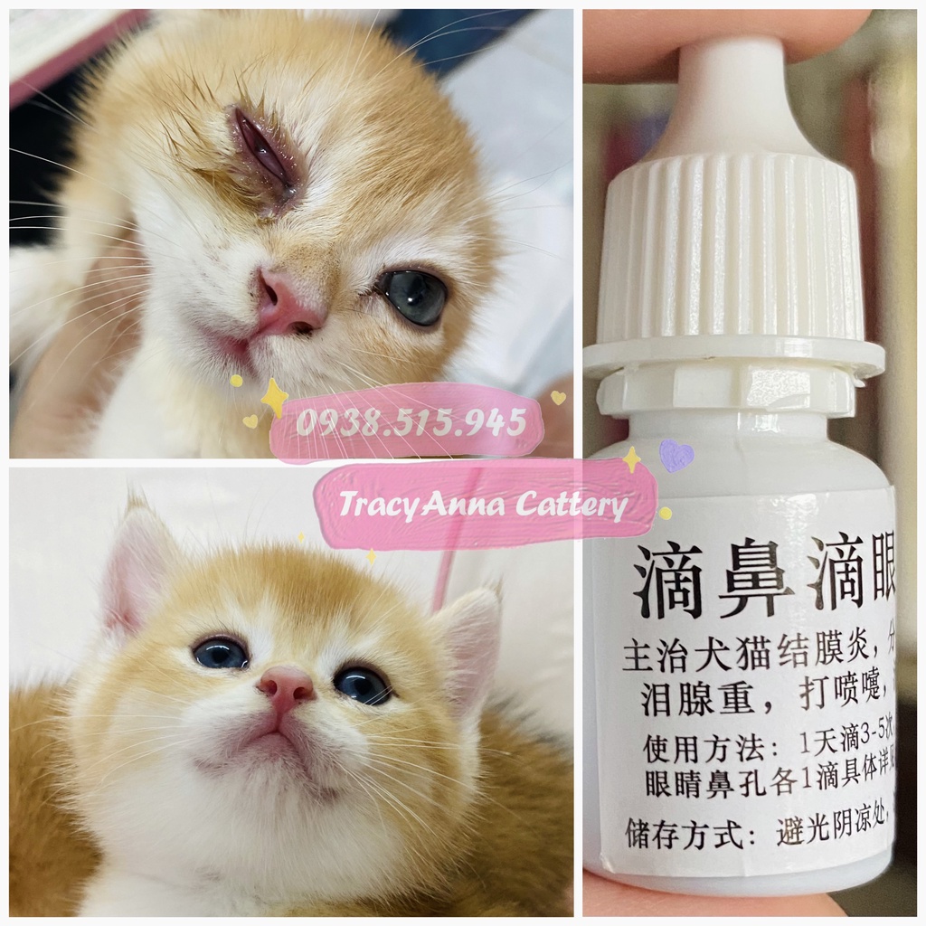 Nhỏ mắt mũi thần thánh hàng Nội địa Trung chó mèo đục giác mạc, viêm mắt, hô hấp sổ mũi Herpes mèo TracyAnna Cattery
