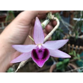 Chai giống giả hạc Ma Bó - Lâm Đồng