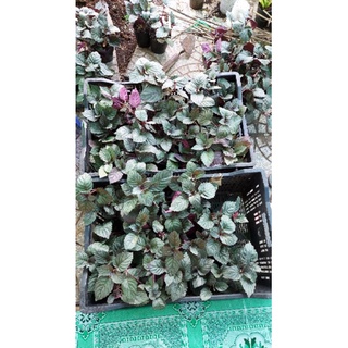 1 cây bán tự cảnh (trà dr thanh)