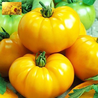 Hạt Giống Cà Chua Vàng Qủa To (30 Hạt)