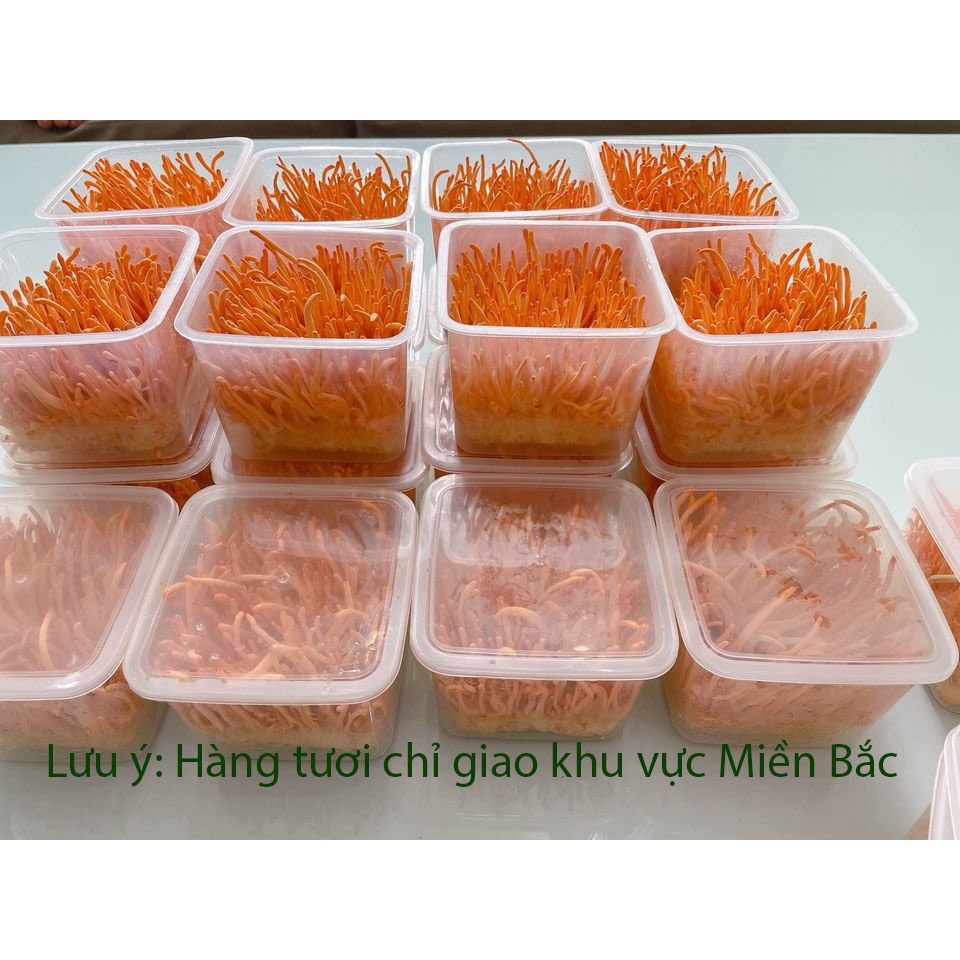 5 hộp Đông Trùng Hạ Thảo tươi sinh khối