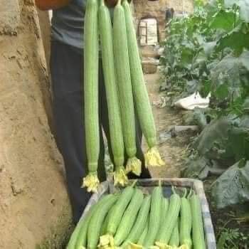 HẠT GIỐNG MƯỚP HƯƠNG SIÊU THƠM SAI QUẢ GÓI 10 HẠT