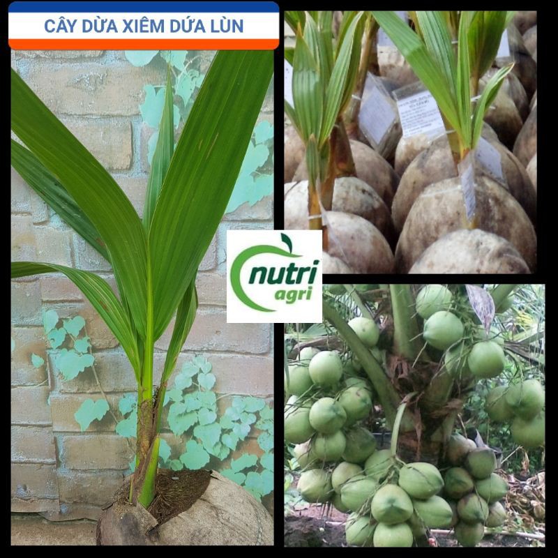 Cây Dừa Xiêm Dứa Lùn- Dừa dứa Thái lan Giống Bến Tre