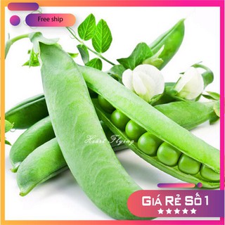 HẠT GIỐNG ĐẬU HÀ LAN LUCKY.VN