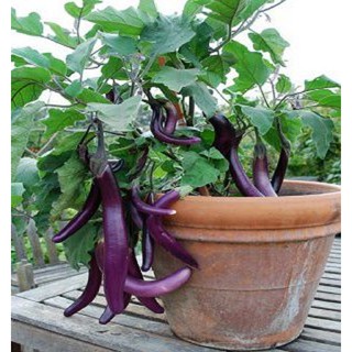 CHẬU CÂY GIỐNG CÂY CÀ TÍM DÀI (CÀ TÍM DÁI DÊ)