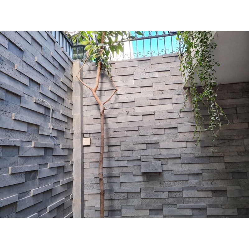 Chậu trồng cây, chậu trồng hoa treo tường rào, giếng trời bằng đá ong xám tự nhiên kích thước  R15x15xD30